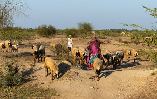 Dhikola village, Shahpura, Rajasthan