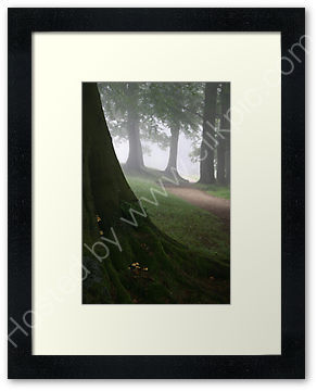 Beech wood