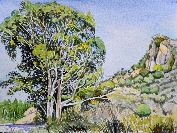 Eucalyptus trees in the Rambla  Watercolour 38 x 28cm