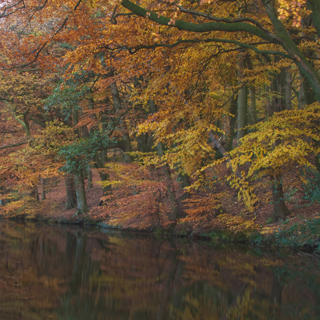 Autumn Colours