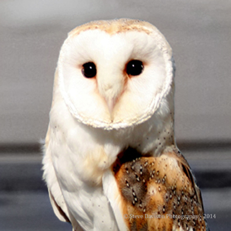 Barn Owl