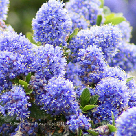 Ceanothus
