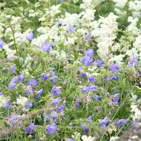 Crane's Bill
