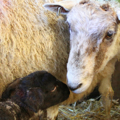Ewe & Lamb