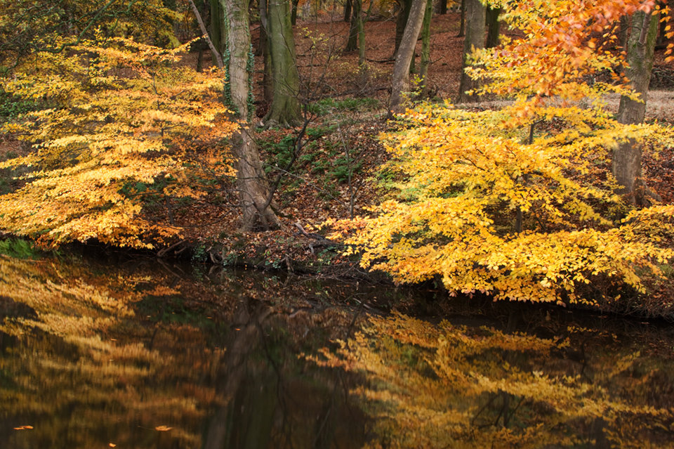 Golden Reflections