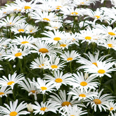 Ox-Eye Daisies
