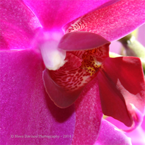 Phalaenopsis Orchid