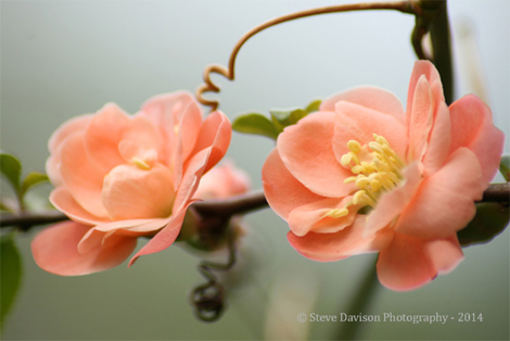 Salmon Quince Blossom