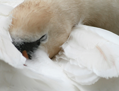 Sleeping Beauty