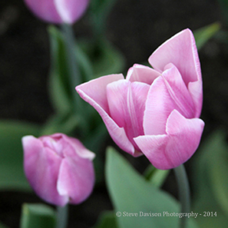 Two LilacTulips