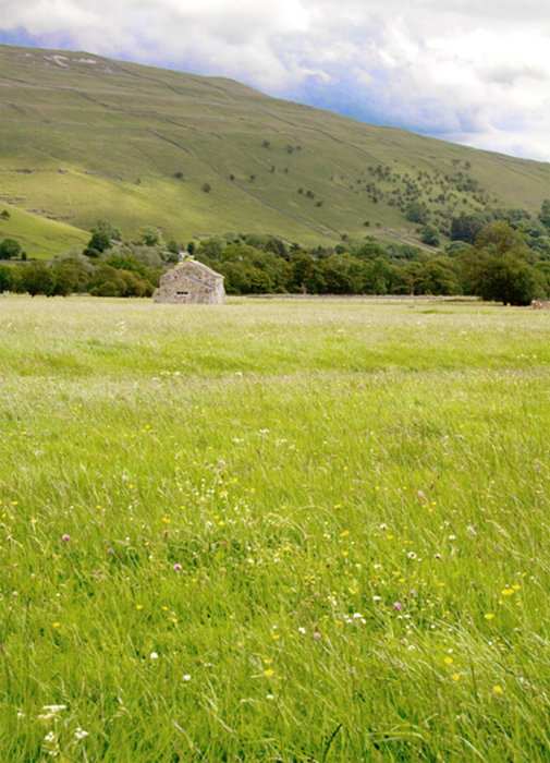 Upper Wharfedale Meadow.