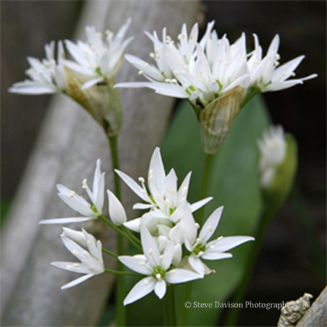 Wild Garlic