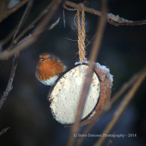 Winter Robin