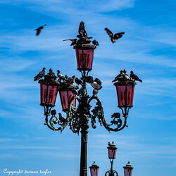 The Pigeons of St Marks