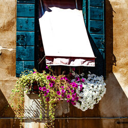 Shady Window