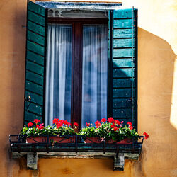 Geranium