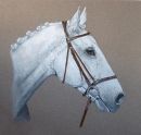 Desert Orchid