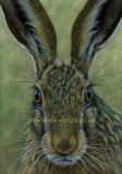 Head of Hare