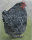 Black Rock Hen