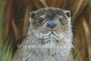 Otter