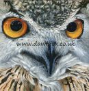 Eagle Owl