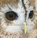 Tawny Owl