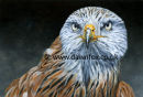 Red Kite