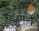 Churchyard Robin