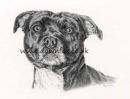 Staffordshire Bull Terrier