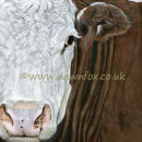 Hereford Bull
