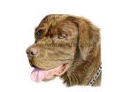 Chocolate Labrador