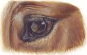 Horse Eye