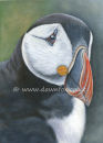 Puffin