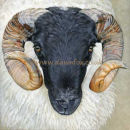 Blackface Ram