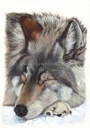 Sleeping Wolf