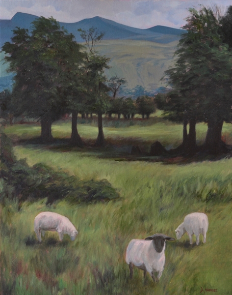 Brecon Sheep