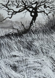 Ink Tree I