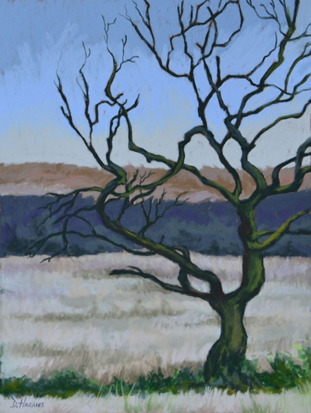 Tree - Llantwit Fardre