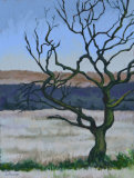 Tree - Llantwit Fardre