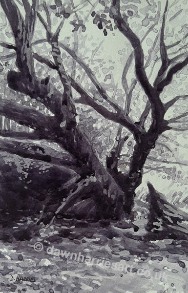 Tree on Cleddau Riverbank