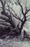 Tree on Cleddau Riverbank