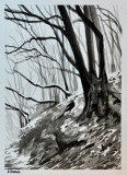 Winter Trees