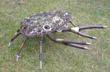 Crab 1