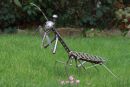 Praying Mantis