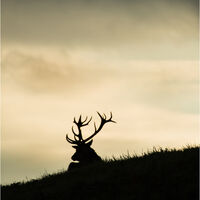 18 POINTER, THAT'S BIG DAVE by Mark Constable