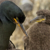 ADULT CORMORANT WITH YOUNG by Stanley J Annable