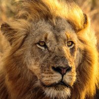 AFRICAN LION by Christine Maughan