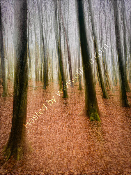 AFTER THE LEAVES HAVE FALLEN by David Harrison