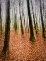 AFTER THE LEAVES HAVE FALLEN by David Harrison