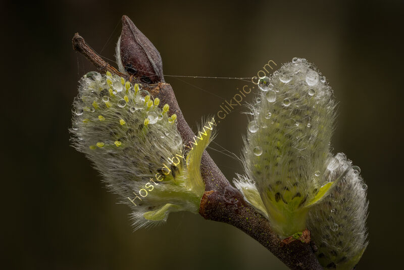 AFTER THE RAIN by Christine Maughan